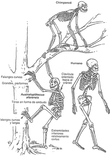 anatoma de la locomocin bpeda