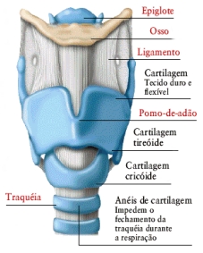 Esquema de la laringe