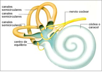 estructura del oido interno